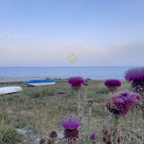 roccella 12 watermark